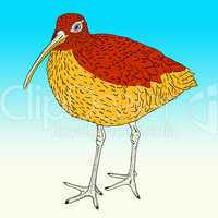 Eurasian Curlew, bird. Vector illustration.