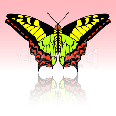 Beautiful tropical butterfly. Vector illustration.