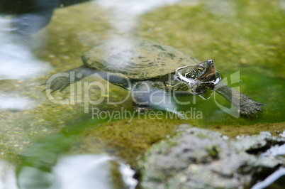 Chinese pond turtle, Mauremys reevesii