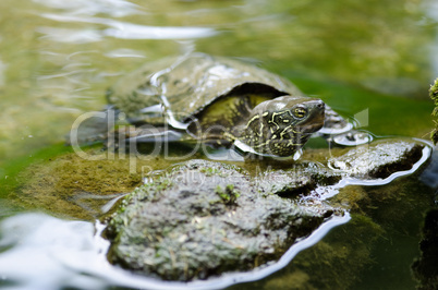 Chinese pond turtle, Mauremys reevesii
