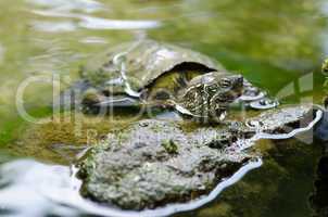 Chinese pond turtle, Mauremys reevesii