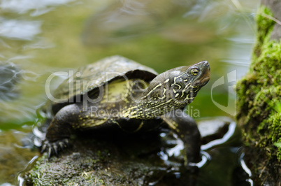 Chinese pond turtle, Mauremys reevesii