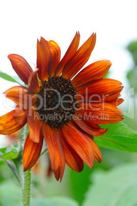 Red sunflower