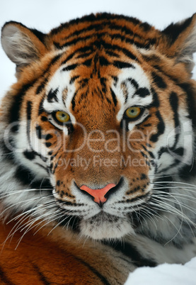 Tiger portrait