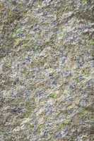 old stone lichen background
