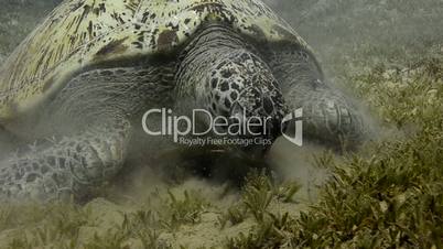 Green Sea turtle (chelonia mydas)