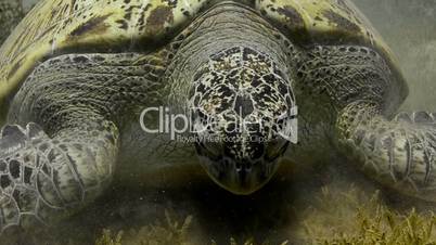 Green Sea turtle (chelonia mydas)