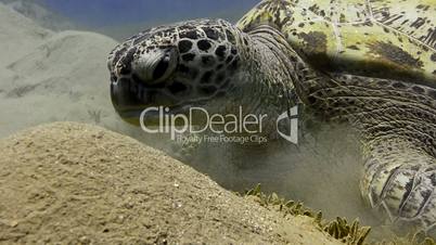 Green Sea turtle (chelonia mydas)