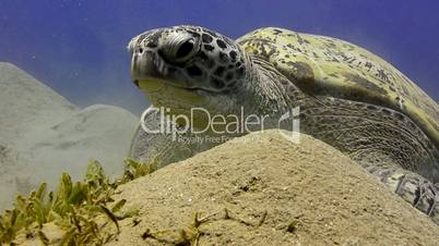 Green Sea turtle (chelonia mydas)