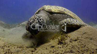 Green Sea turtle (chelonia mydas)