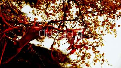 Red ribbon wrapped around branches,lush ginkgo tree in breeze,Trunk,forest,woods.