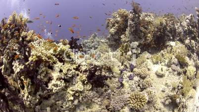 scuba divers swimming along a coral reef.