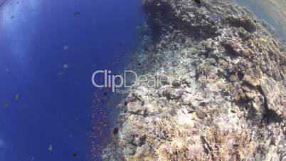 Top View of a deep coral reef wall.