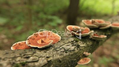 Closeup of orange tinder fungi on twig panning in forest