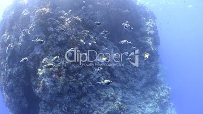 School/shoal of masked puffer fish