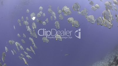 Large school/shoal of Circular batfish