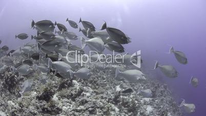 Large school/shoal of Unicorn fish