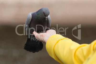 Human feeding pigeon dove