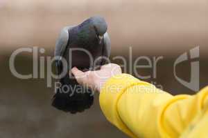 Human feeding pigeon dove