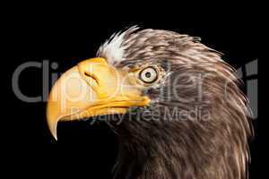 Eagle bird