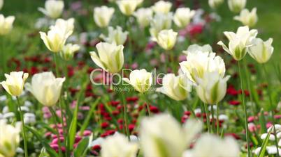 white tulip flower