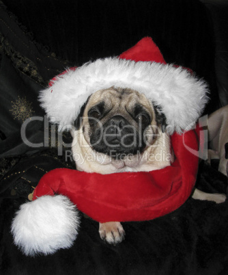 Weihnachts-Mops - Christmas Pug