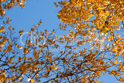 autumn birch