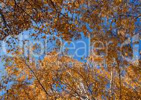 autumn birch