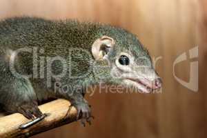 Tupaia glis