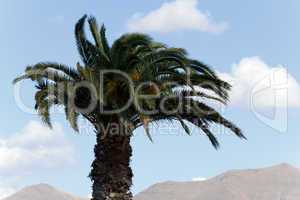 Palme auf Kanarischen Inseln