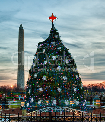 National Christmas tree in DC