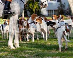 American Foxhounds before a hunt