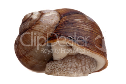 snail cochlea