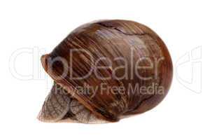 hidden snail