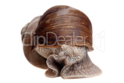 snail portrait closeup