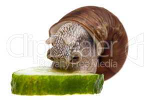 eating snail