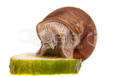 snail eating piece of cucumber