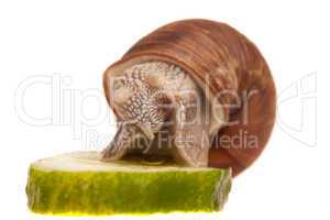 snail eating piece of cucumber