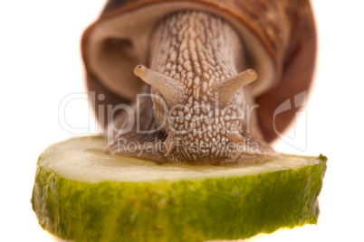 eating snail closeup
