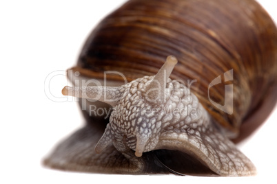 snail portrait closeup