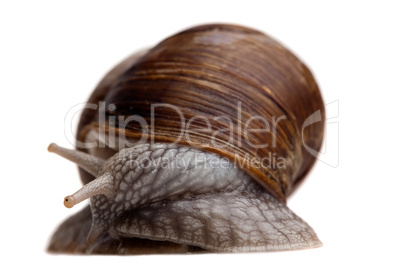 shy snail