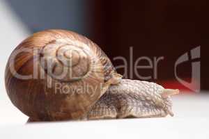 crawling snail
