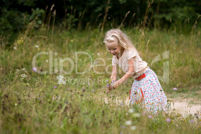 summer flowers