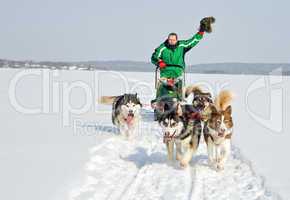 dog team at work