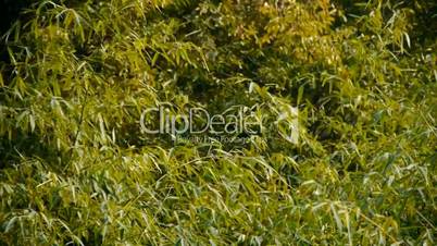 wind shaking bamboo,quiet atmosphere in sunshine.