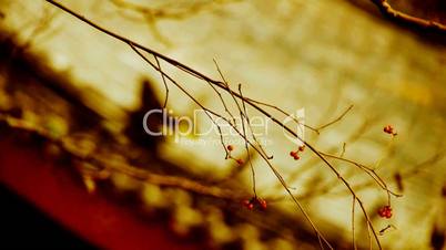 Branches Shaking before the roof,Desolate and lonely.