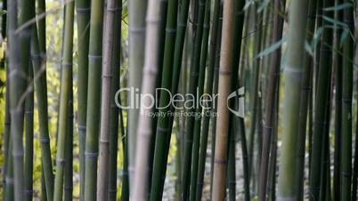 wind shaking bamboo,quiet atmosphere in sunshine.