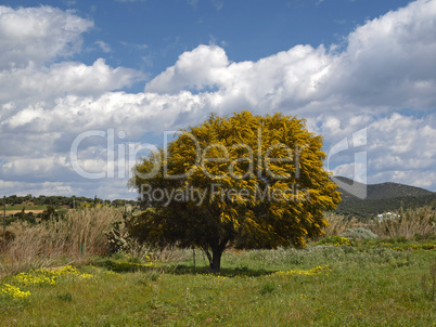 Landschaft mit Akazie bei Campulongo, Villasimius, Sardinien, Italien