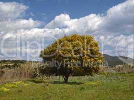 Landschaft mit Akazie bei Campulongo, Villasimius, Sardinien, Italien
