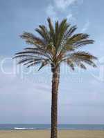 Phoenix canariensis, Kanarische Dattelpalme